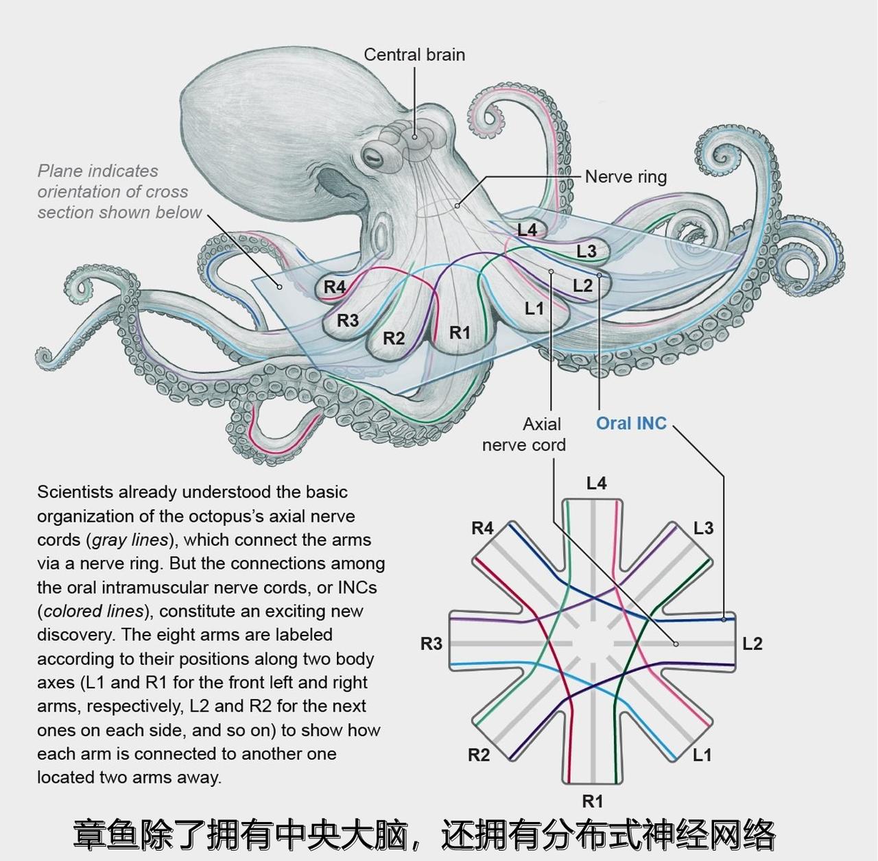 很多人认为“哺乳动物比章鱼等软体动物进化更高级”，这种观点其实是错误的，平行进化