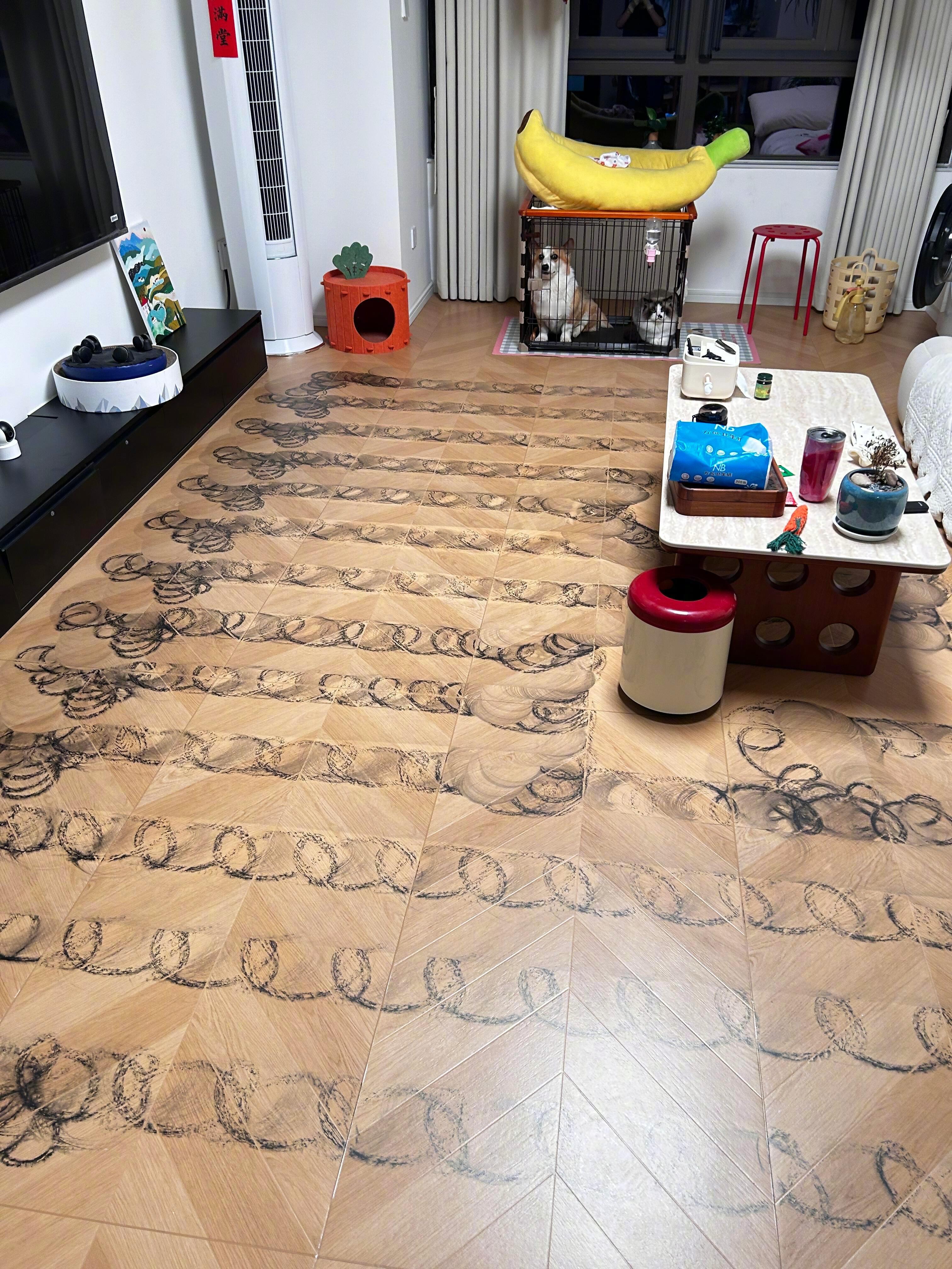书法养猫人的崩溃瞬间​​​