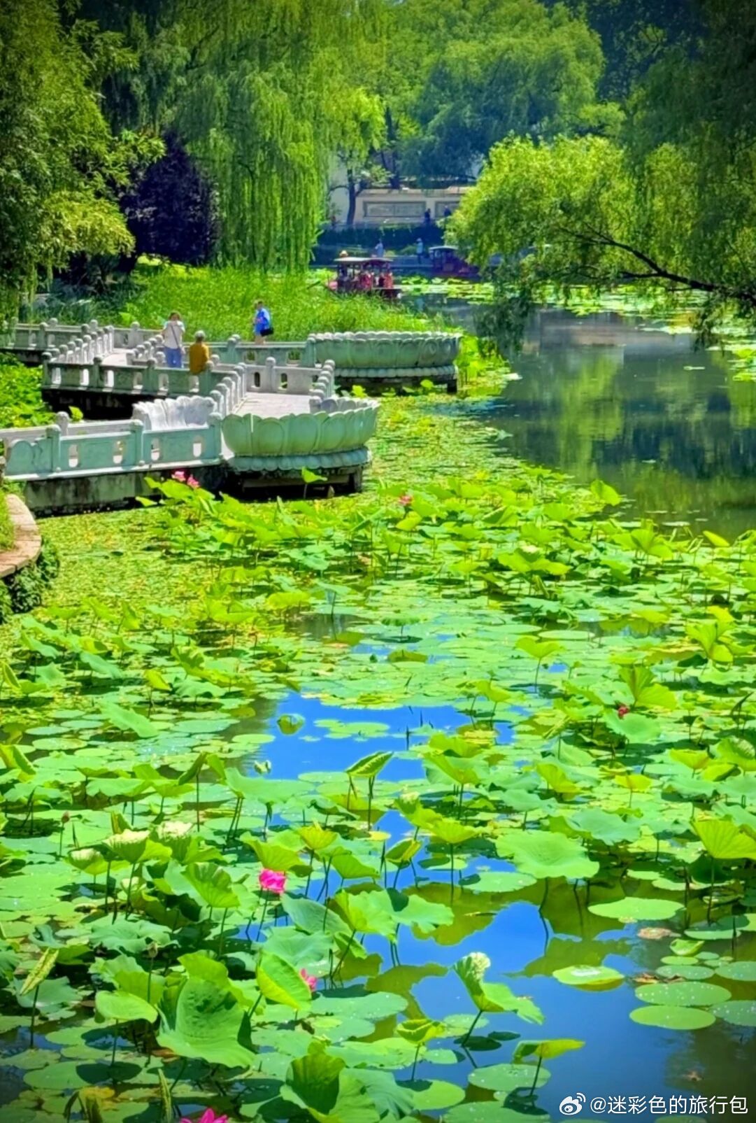 不用远赴江南，在北京就能邂逅满池荷塘盛景✨紫竹院公园荷花悄然盛放，碧叶连天，粉荷