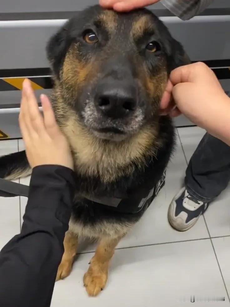 全网都笑翻了。图片里的这只狗狗是警犬，今天它跟着训导员出去执行任务时，没想到遇到