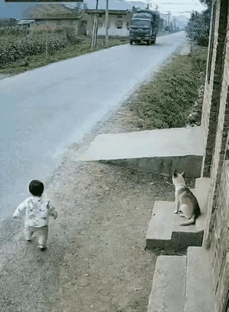 看哭了！这只小狗的举动，让全网忍不住为它竖大拇指刷到这个视频时，心直接被揪