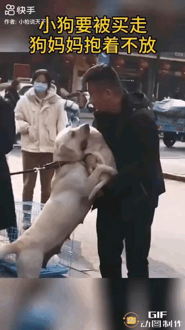 铲屎官带着狗妈和狗崽到了集市上，一位买家大哥相中了狗崽，拿出现金打算买下狗崽……