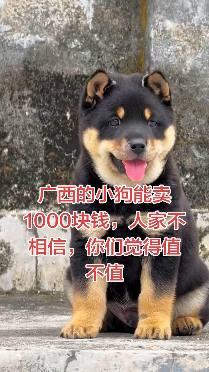 在广西现在这种小狗能卖1000块钱，很多人不相信的谁能拒绝软萌小狗呆萌可爱中华