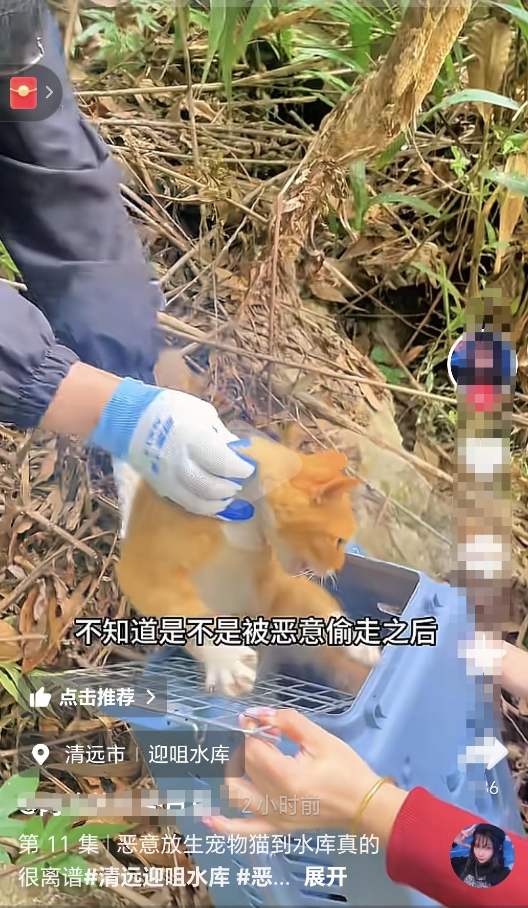 清远水库边上恶意放生的猫有很多爱心人士已经参与了救援了，给这些爱心人士点赞👍