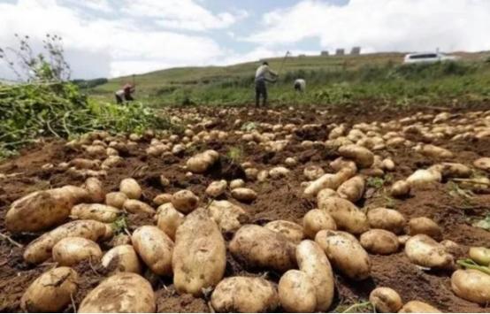 中国人为什么不把土豆当主食，而在欧美却是主食？其实原因很简单:  中国人平