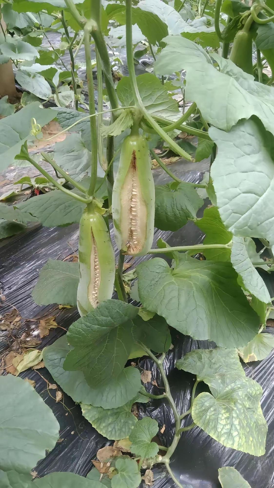 这天气不好他也炸了