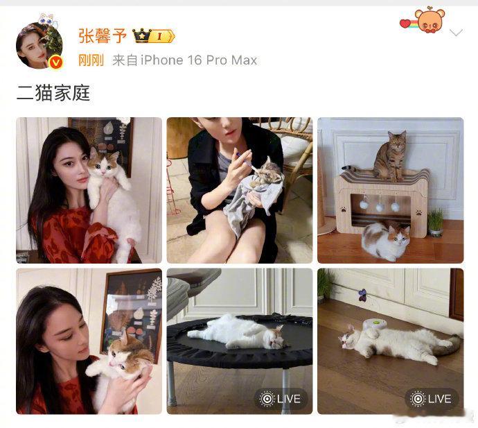 张馨予二猫家庭张馨予分享了自家两只猫咪的照片，每一只都萌到犯规！软萌的姿态配
