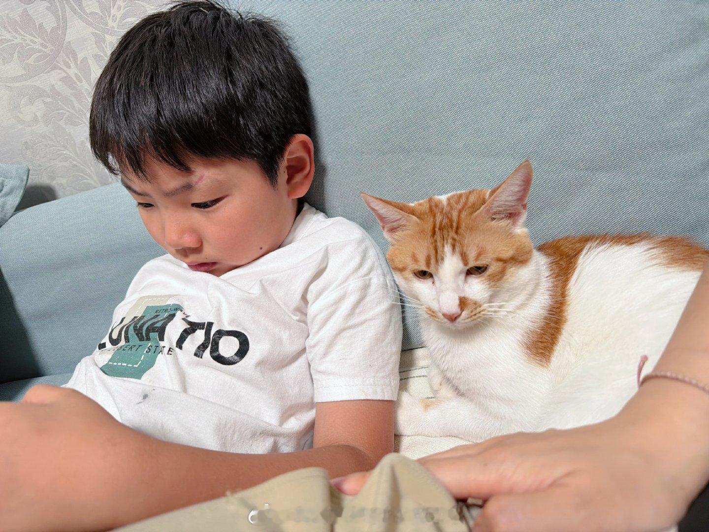 谁说团哥和给给猫长的像的[doge][doge][doge]​​​
