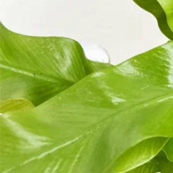 种植🍃鸟巢蕨种植方法1.选择合适的盆栽：鸟巢蕨喜欢生长在透气性好且排水通畅的