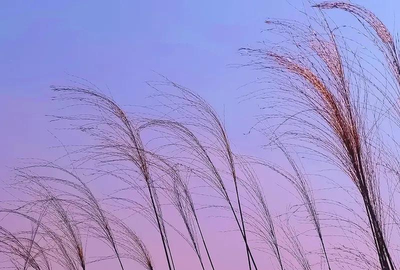 人的命天注定胡思乱想不管用是你的不用争不是你的争来也留不住顺其
