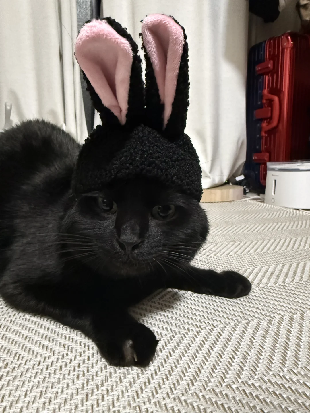 这是新养的兔子🐰