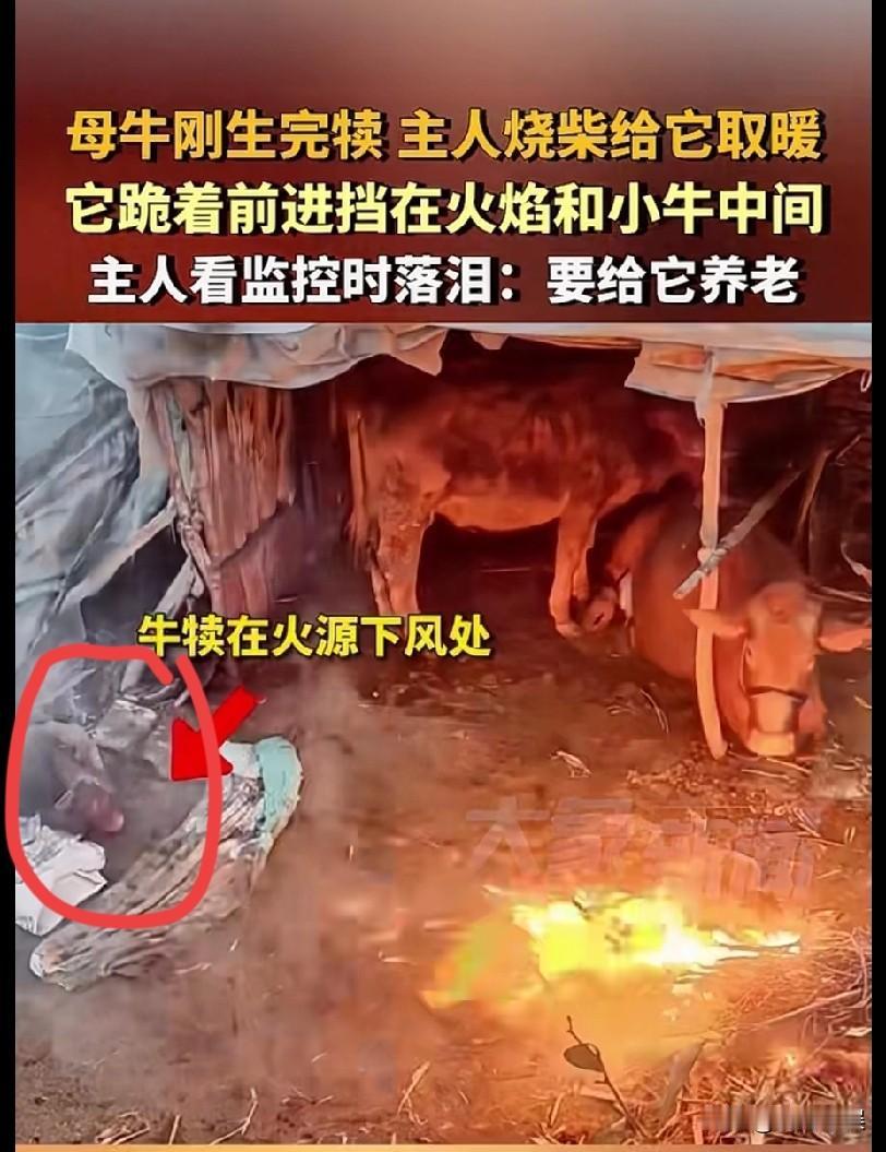 母爱不分物种，泪目了！母牛刚生完牛犊，主人烧柴给它们取暖，但是牛犊在火源的下风