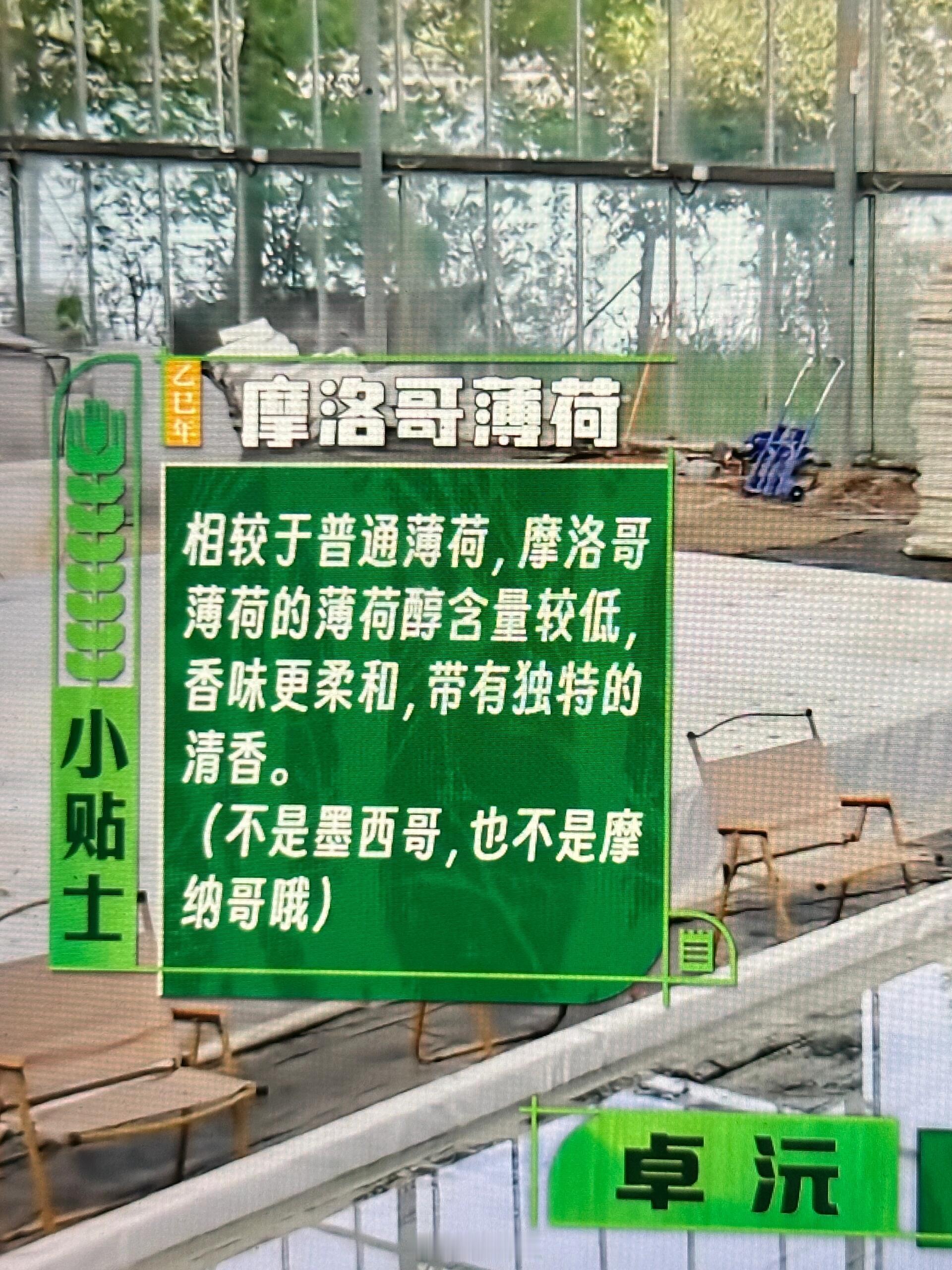 十个勤天十勤种薄荷我立马就买了看到十勤种了薄荷，立马就在淘宝上也下单了，