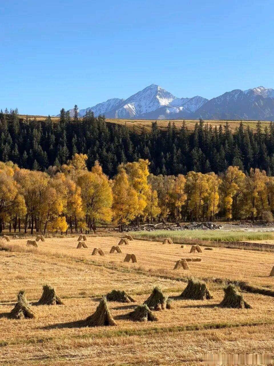 总要来一次祁连，邂逅雪山下的秋日童话🍂蓝天下雪峰巍峨，河谷白杨尽数染金，清冽河