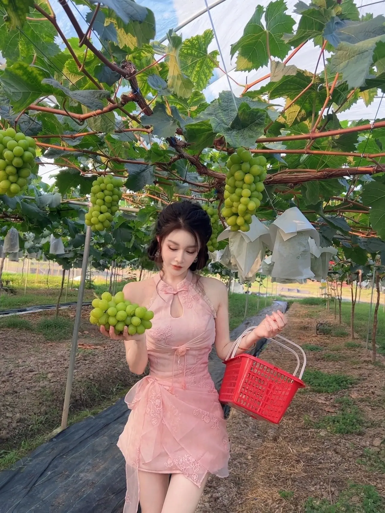 生活很苦 阳光玫瑰很甜；一口阳光 一口美味