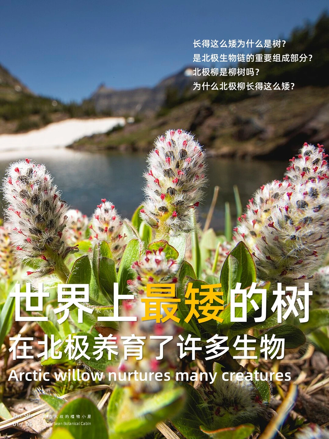 北极也有森林，世界上最矮的树木参见