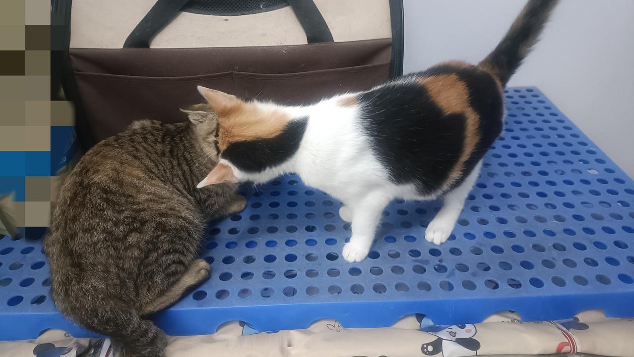 我真是太粗心大意了，居然没发现小狸花猫是彩狸，是只小母猫，直到我看见它的同胞兄弟