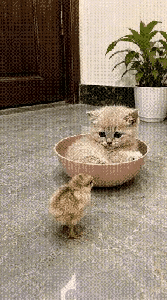 谁能拒绝猫咪和小鸡凑在一起的软萌画面啊，暖得都要从屏幕缝里溢出来，完全是公认的顶流小活宝组合。前阵子