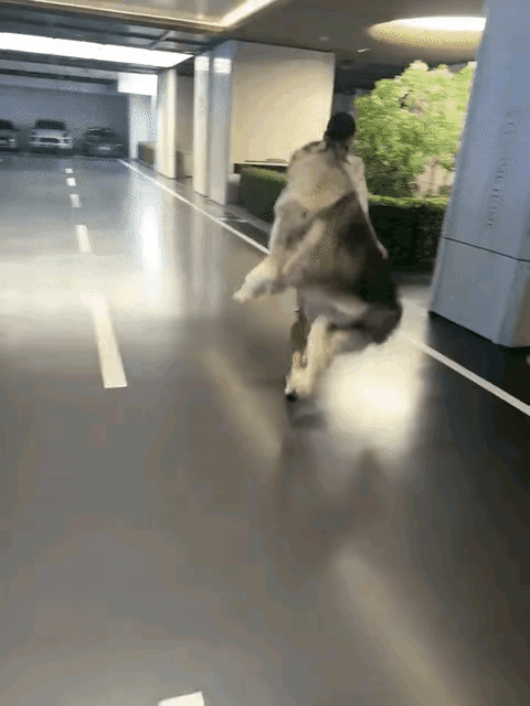 我的天这狗真大看着也挺吓人的[捂脸哭]