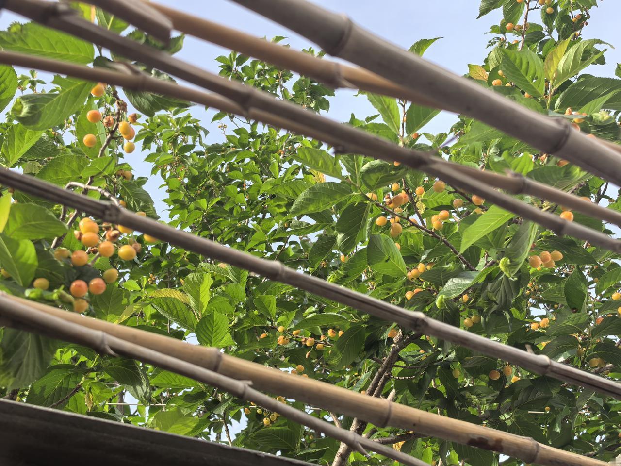 咋办？樱桃快熟了。我可做了难！院里种棵樱桃树，碗口大的树干，果香甜微酸。有幸大家