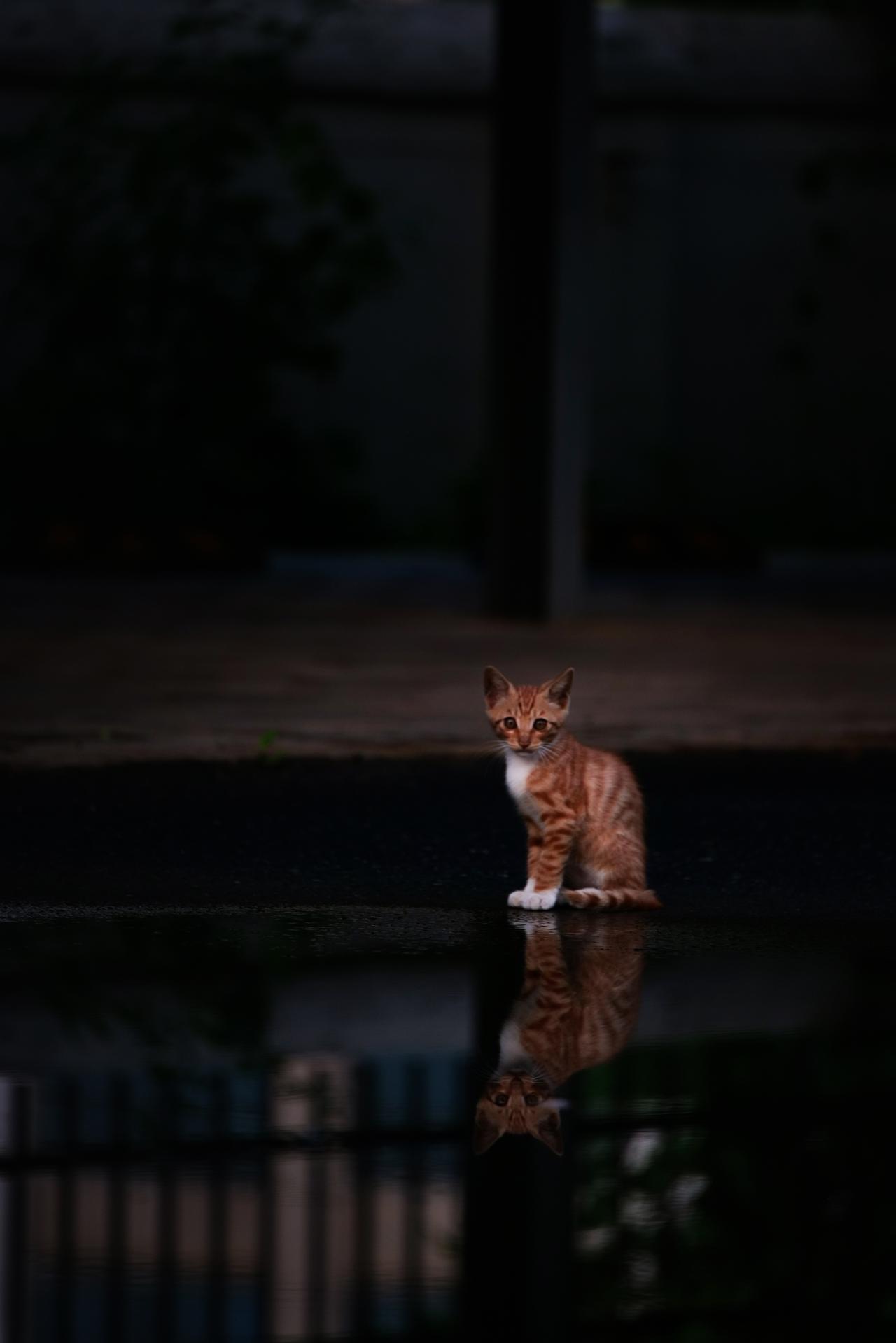 为什么我们如此在意虐猫事件？因为我们重视对生命的敬畏和同理心！俗话说“小时偷针