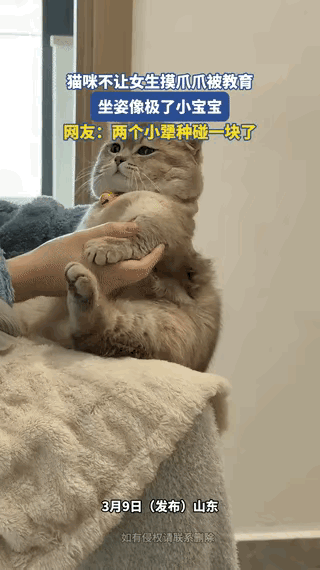 笑不活了，山东，一女生想摸摸自家猫咪的爪爪，不料猫咪却不让，女生开玩笑似的轻声教