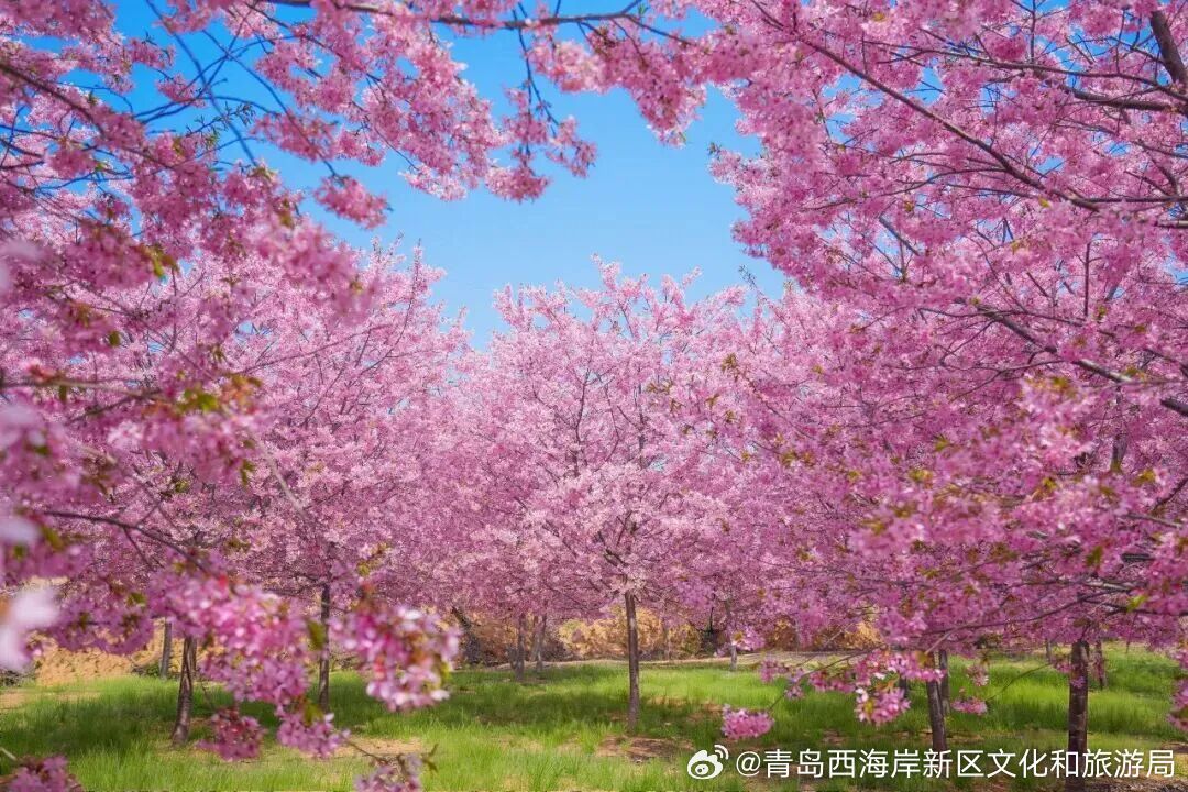 【青岛变肖战痛城】青岛已进入肖战频道最近，现身青岛准备入组《十日终焉》，他即将