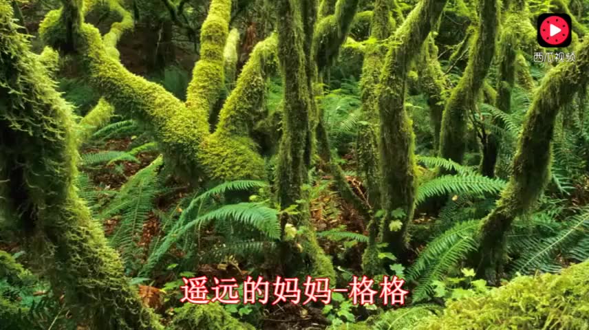 遥远的妈妈