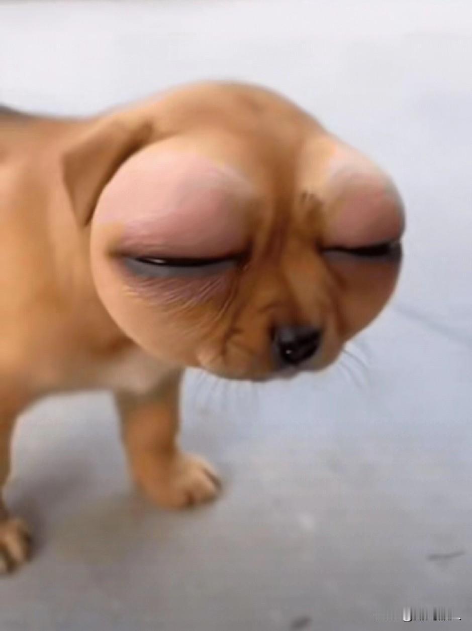 可怜的狗因为贪嘴被蜜蜂蛰成了ET外星狗。狗妈妈都快认不出它的儿子了。