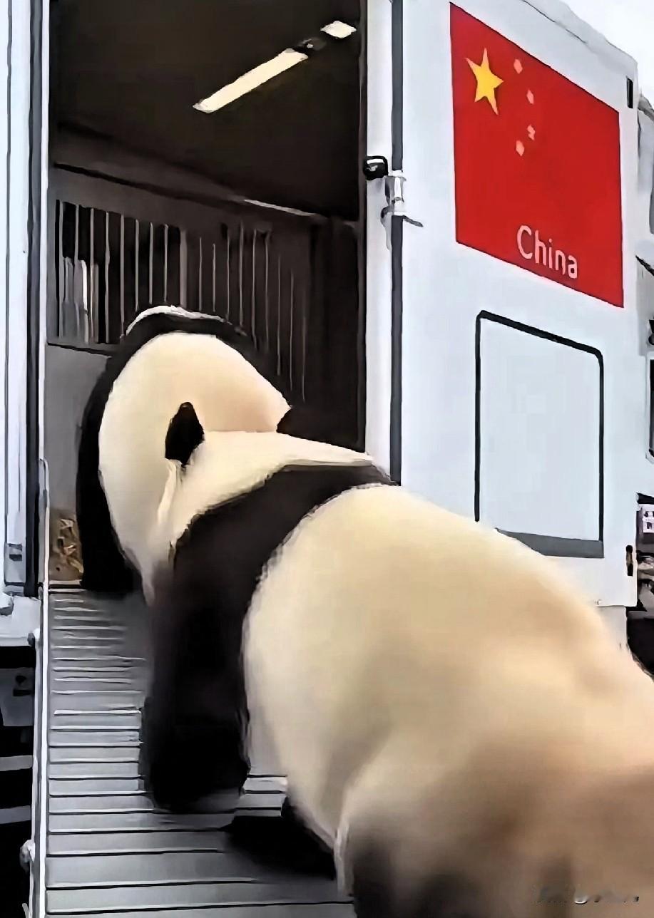 大熊猫“晓晓”“蕾蕾”回国了！1月27日，它们与陪伴了5年的日本饲养员告别，