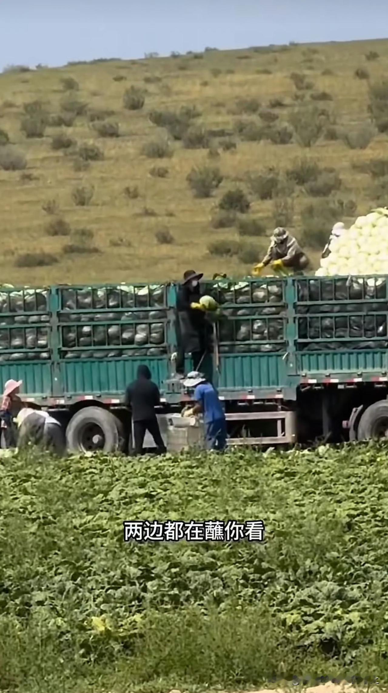 已经调查核实了，情况基本属实！白菜，是北方最基本的家庭蔬菜，不少，也贩运到南方