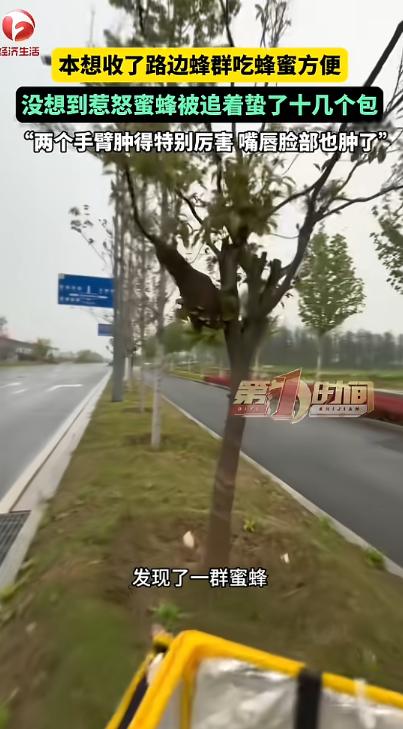 “胆子真大！”近日，河南息县，一男子上班时，在路边一棵树上发现了一群蜜蜂，他看网