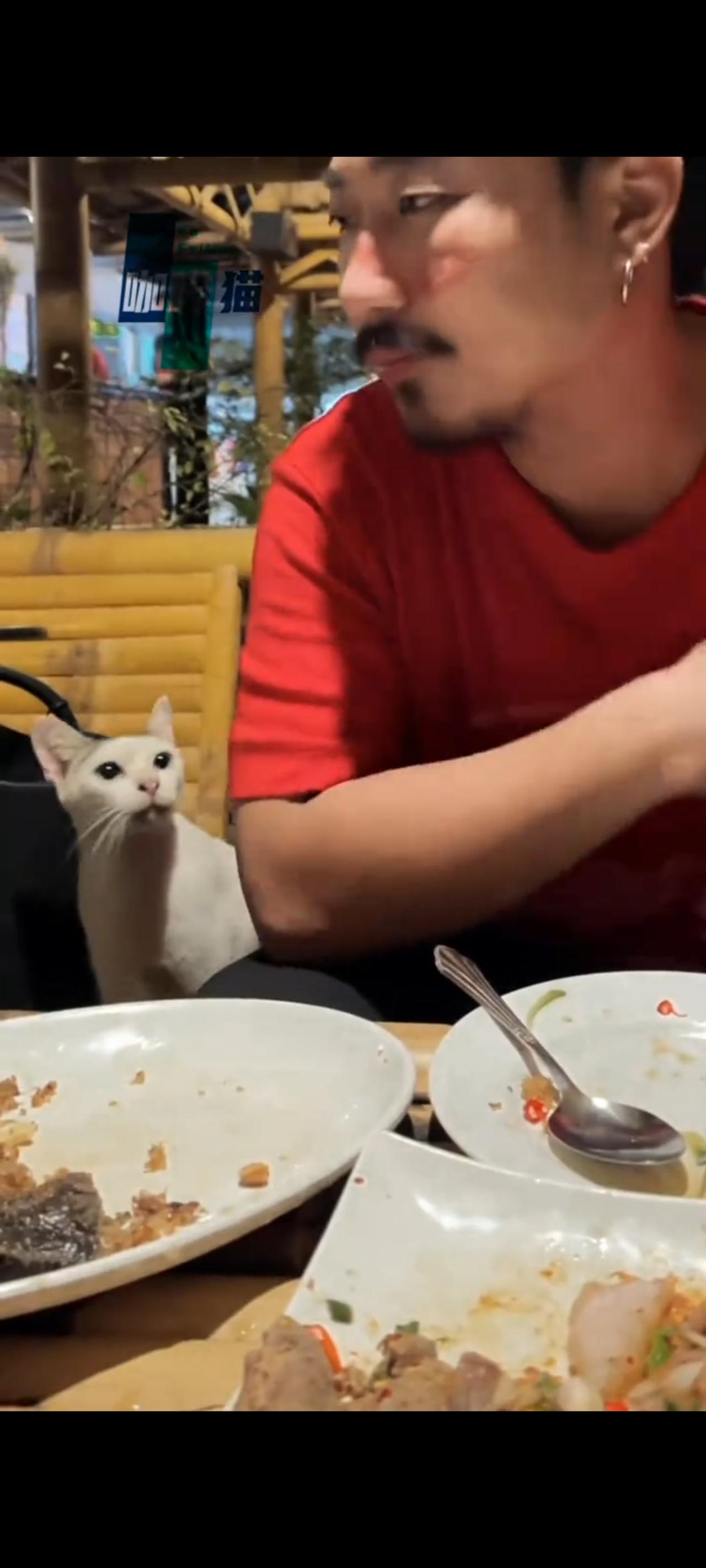 饥饿难耐的流浪猫突然跑到了一位食客的座位上，用手轻轻的拍打了一下她的肩膀，尝试着