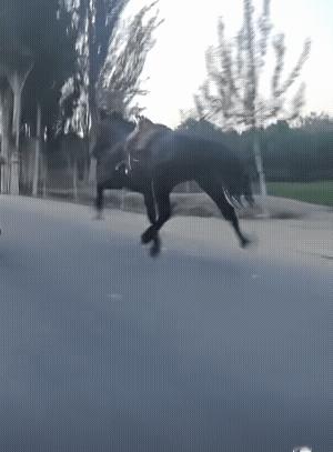 这马跑起来的姿势怎麼怪怪的！[大笑]