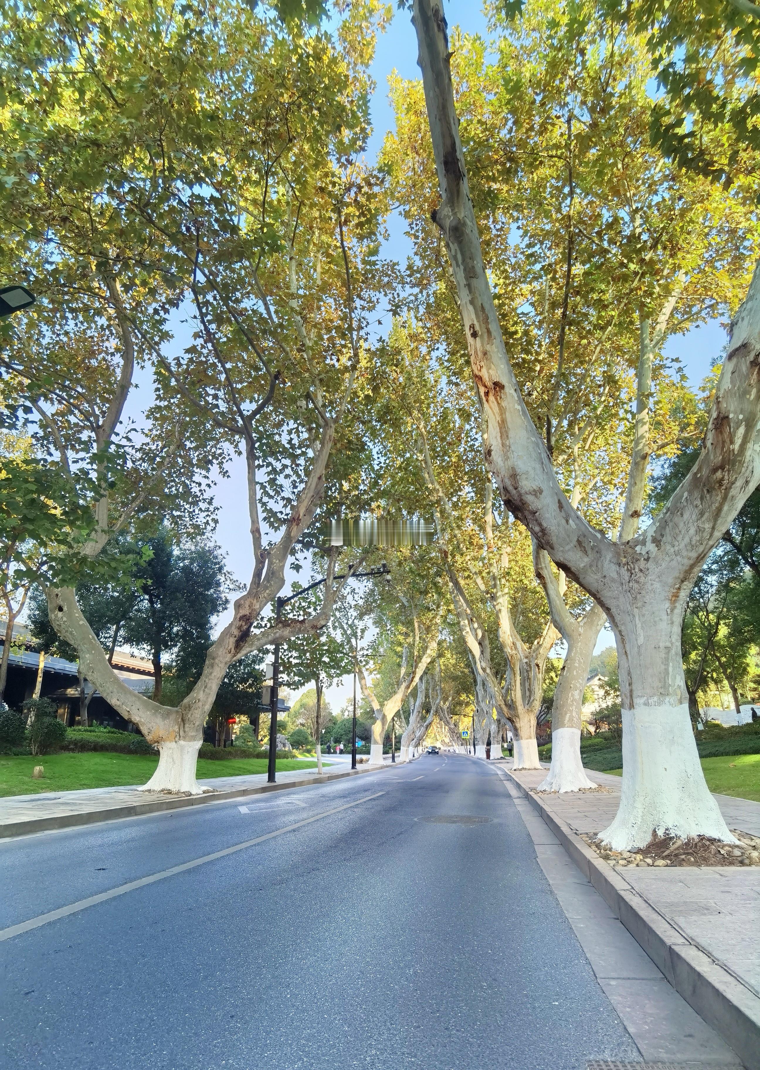 【绍兴也有一条“梧桐大道”】绍兴的“梧桐大道”相比于南京，秀美多了。在秋天和夏天