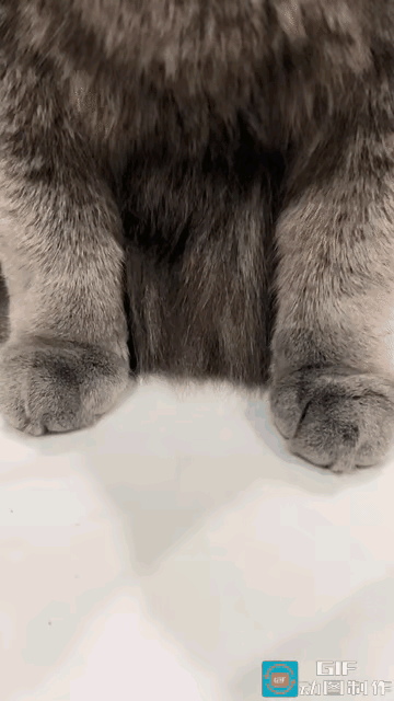 男子养了一只猫，他跟朋友说他家的猫又拽又霸气，朋友一点也不相信，直到见了猫本尊。