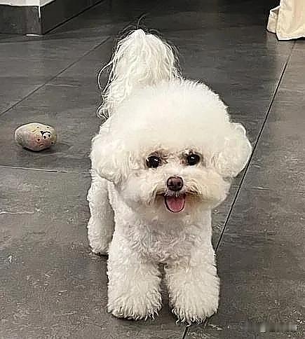 挑食被揍离家出走的小狗又回家了，堵在门口不愿离开。估计在外面找不到吃的吧，过了好