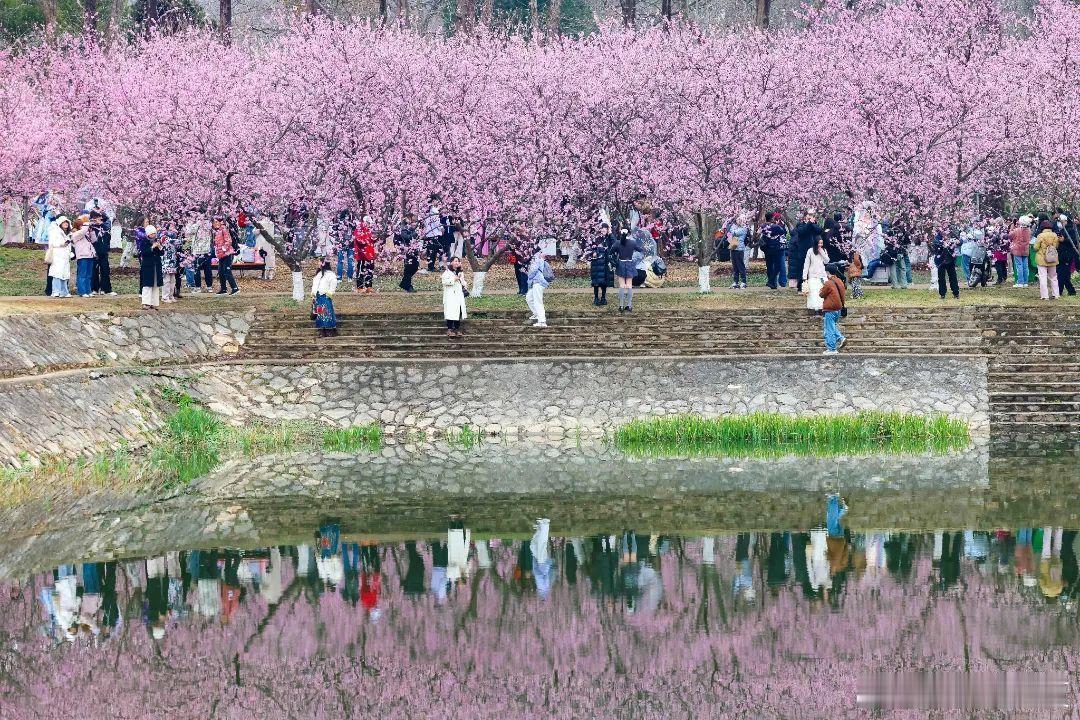 鸡鸣寺樱花初绽，如梦似幻美到窒息～南京鸡鸣寺樱花树下人比花多​​​