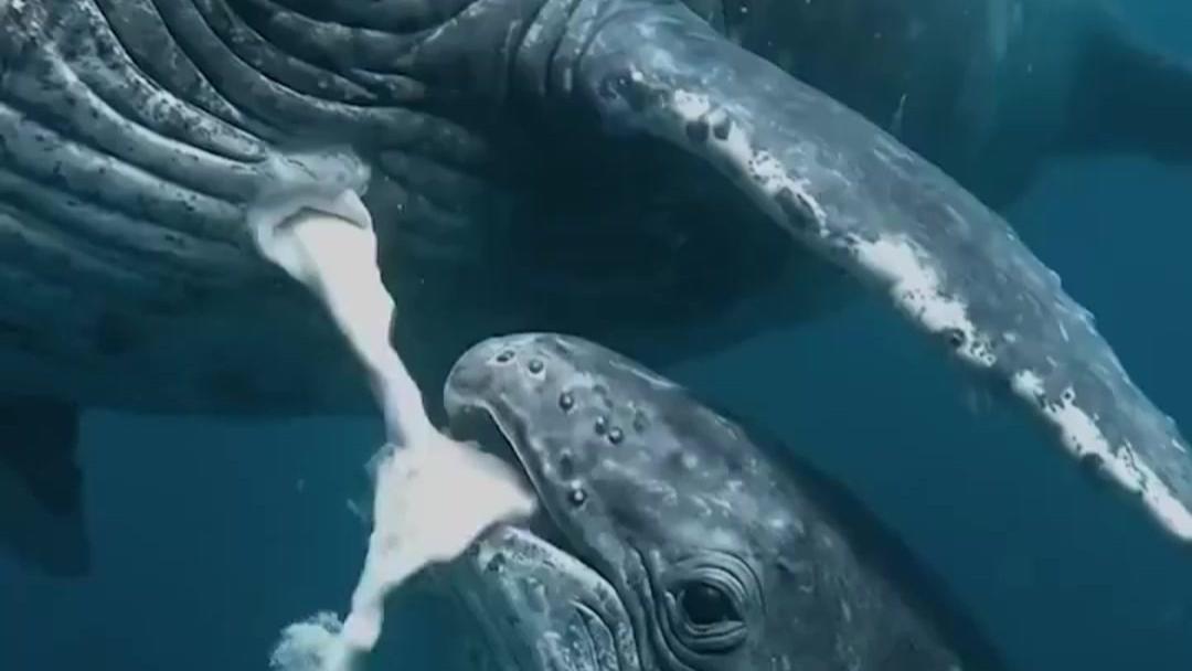 揭秘鲸奶：50%脂肪含量的海洋珍稀液体