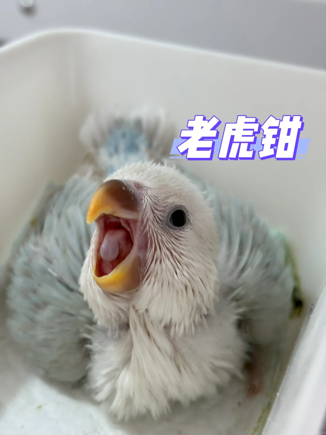 飞天老虎钳不是浪得虚名