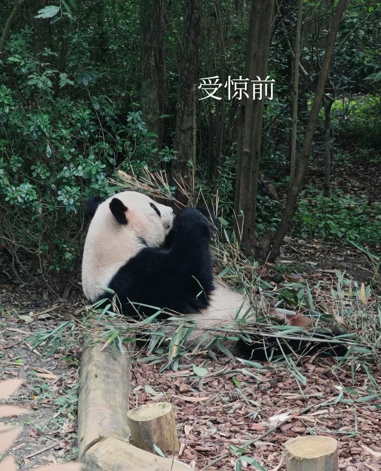 熊猫美兰疑似被游客泼水，吓得应激，罕见发火耍气走开。18号下午4点多，美兰大姐