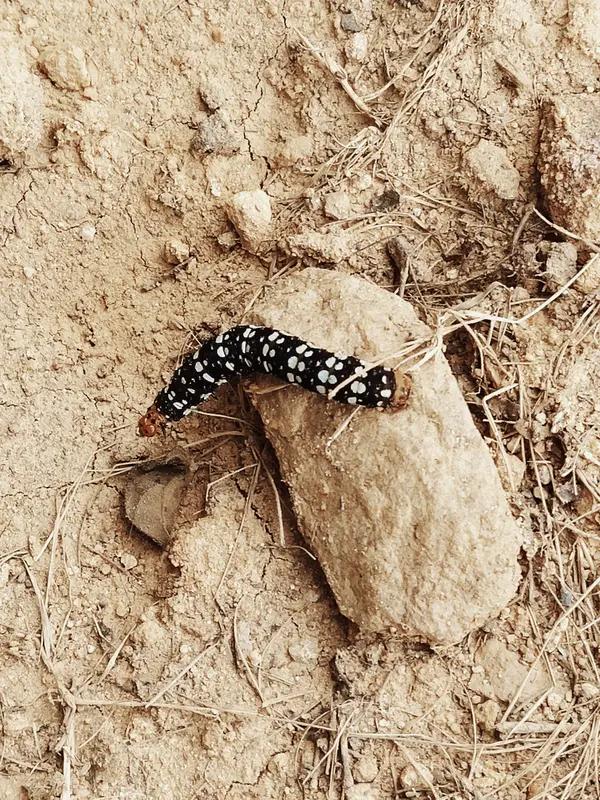 最近，340斤的00后男生徐同学火了，他因8块腹肌被网友誉为“当代许褚”。其实他