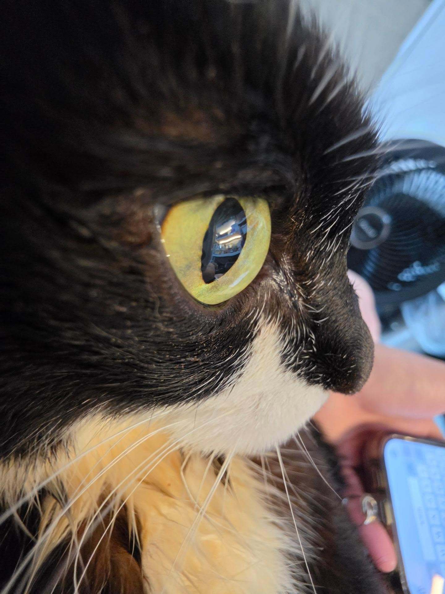 猫咪互相看对方不顺眼😤😤​​​