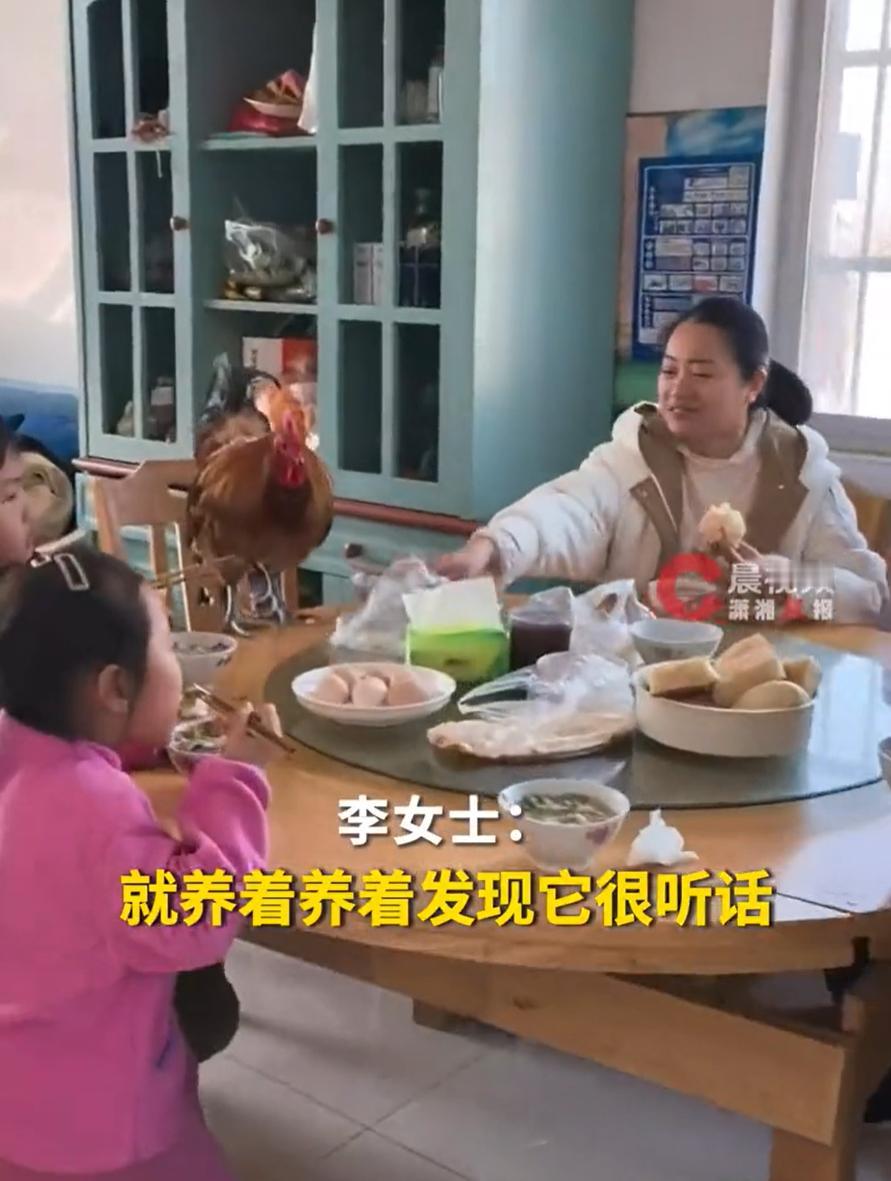 从餐桌逆袭了！女子一家回家过年，老人本来准备把养了一年的公鸡杀掉给孩子吃，谁知大