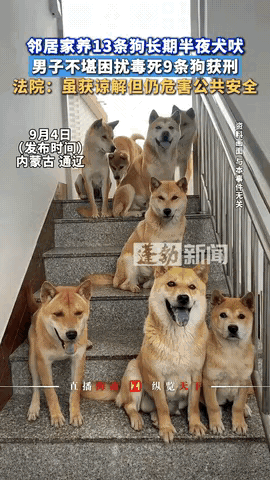 “冤不冤？”内蒙古，一男子的楼下邻居养了13条狗，一到半夜就疯狂乱叫，吵得他整夜