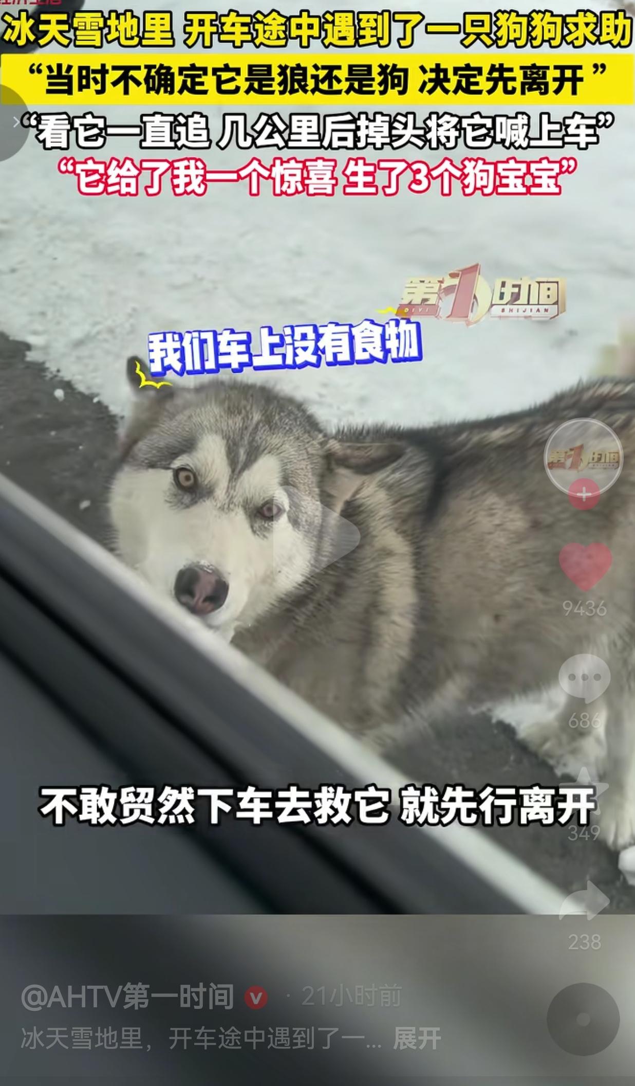 黑龙江嫩江的一天公路上，侯女士开车去黑河，路边的树林里突然窜出一个灰色的身影，拦