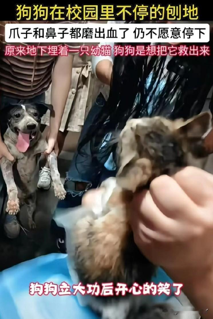 狗狗刨地至爪子、鼻子流血，只为救埋在地下的小猫，结局看哭了！在江西的一所校园