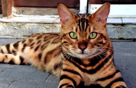 2022年，山东济南的一位女士花5800元买了一只孟加拉猫，喜欢的不得了，结果几