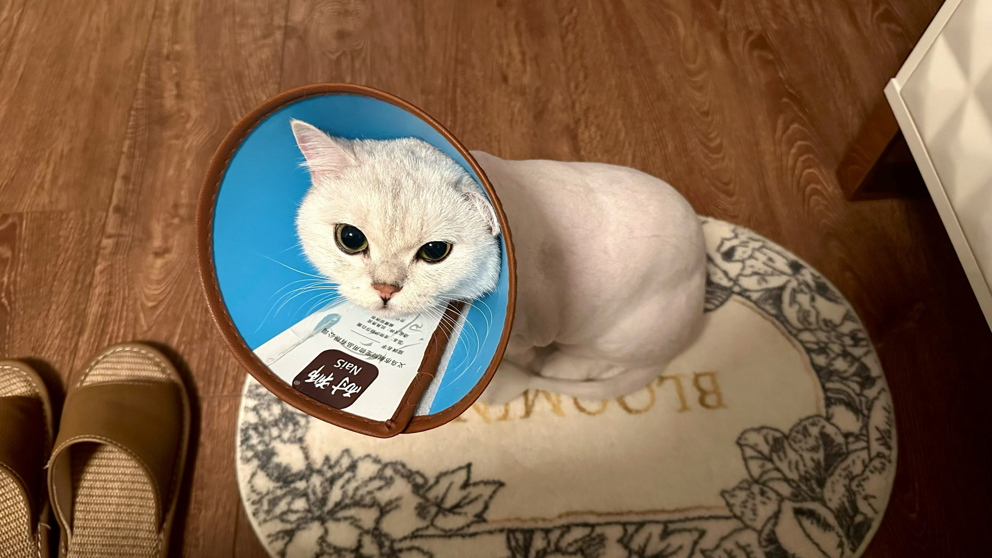 周末撸猫，姐姐家的猫，名字叫小皮，其实一点也不调皮[笑着哭]​​​