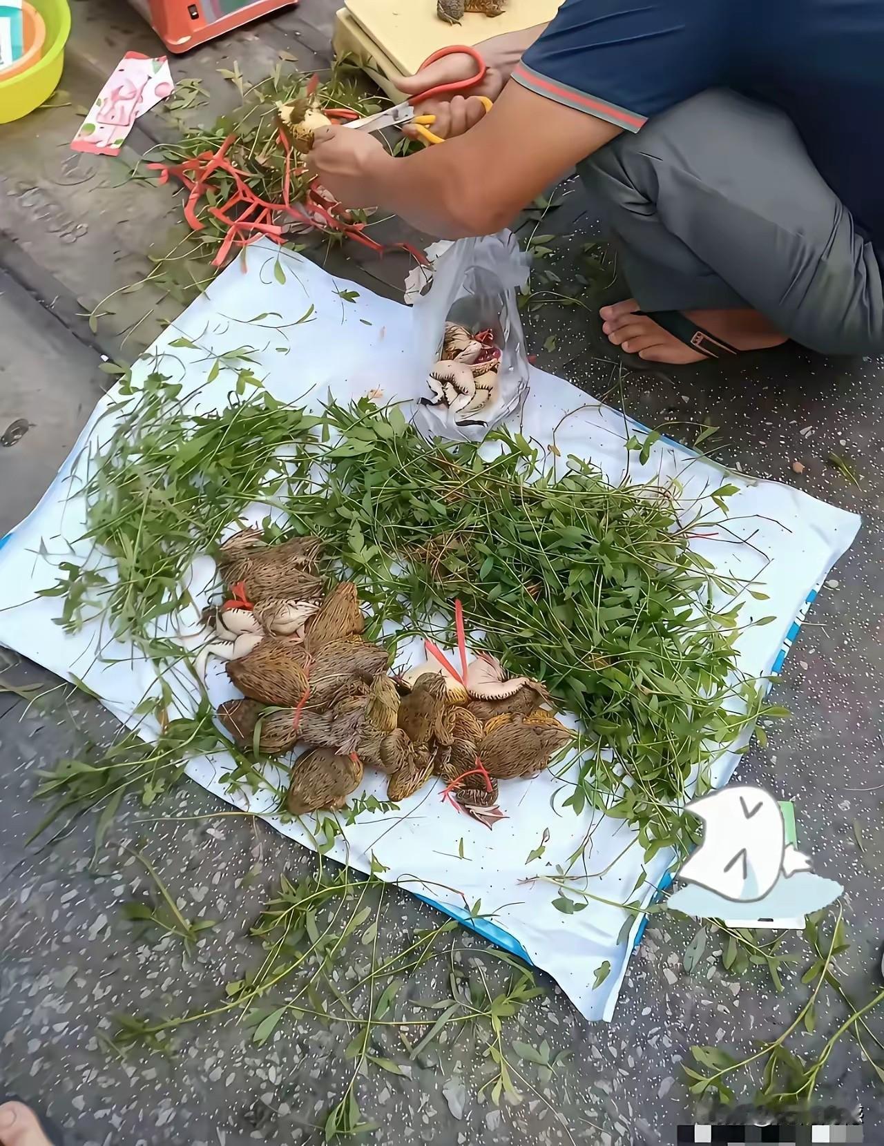 摆地摊敢卖这种东西，这应该是违法犯罪行为，他卖的这东西好像是青蛙，甚至是野生的林